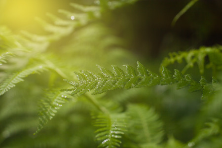 Fern in the sunの写真素材