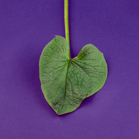 Creative nature leaves layout. Supernatural concept, ultra violet colors background, fashion style, minimal summerの写真素材