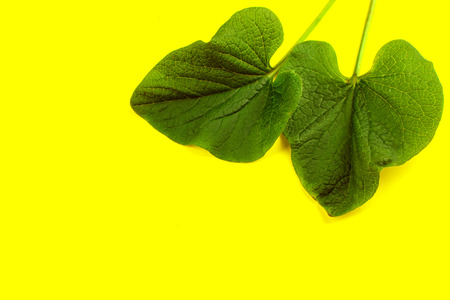 Green leaf on yellow background, flat lay, top, view, punchy pastel, duo tone
