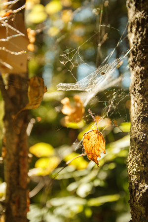 Colors of autumn, wood with spider web. Nature background.の写真素材