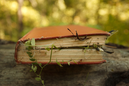 Bewitched Book With Magic plants and spider web, concept of mystery and spiritualの写真素材