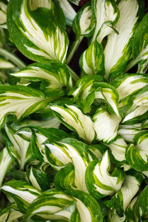 Plants leaves natureの写真素材