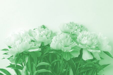Flowers frame in neo mint trendy pastel color. Seasonal holiday romance, saint valentine, 8 march celebration, Top view with copy space, surrealの写真素材