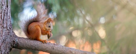 Cute orange furry squirrel eating in the park during autumn fall season, banner