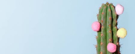 Cactus on blue. Art Gallery Fashion Design. Minimal Stillife. Concept with fluffy colorful balls,...