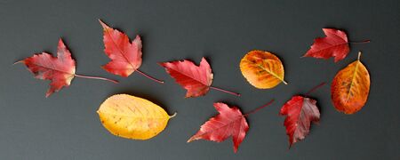 Creative Top view flat lay autumn composition Red, orange falling leaves on stylish trendy black...