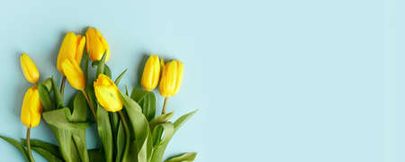 Yellow tulip flowers bouquet on blue background. Flat lay, top view, copy space. Banner for seasonal holiday, springtime concept, International Woman day, 8 march, Happy Easter greeting cardの写真素材