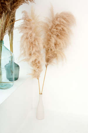 Pampas dry grass in blue vases on white background. Boho style decorations. Scandinavian minimalism...
