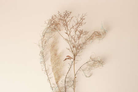 Dry reeds isolated on beige background. Abstract dry grass flowers, pile of dry herbs, hay or straw, background with copy space, monochrome, trendy minimal styleの写真素材