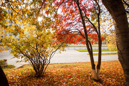 Beautiful and peaceful autumn scene with colorful trees in city park, seasonal landscape, autumn...