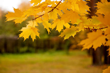 Abstract autumn background, old orange maple leaves, dry tree foliage, soft focus, autumnal season,...