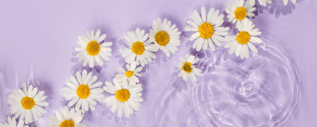 Chamomile flowers in vilolet purple water banner with concentric circles and ripples. Natural beauty Spa concept, ecology, organic cosmetic, Copy space, flyerの写真素材