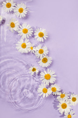 Chamomile flowers in vilolet purple water banner with concentric circles and ripples. Natural beauty Spa concept, ecology, organic cosmetic, Copy space, flyerの写真素材