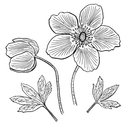 Anemone flowers by hand drawn on white backgrounds. Set of elements. Vector illustration. Perfect for invitation, greeting card, fashion print, banner, poster for textiles, design, coloring book.のイラスト素材