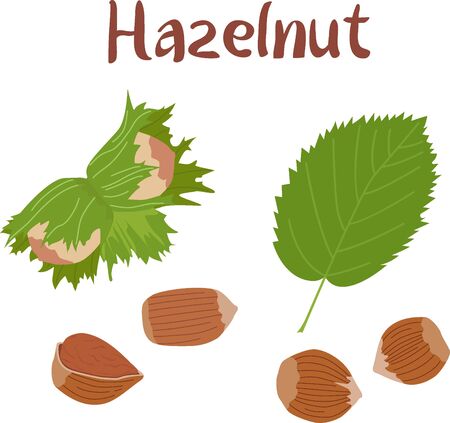 Hazelnut leaves, nuts, kernel with shell hand drawn illustration isolated on white background. Superfood. Hazelnut elements.のイラスト素材