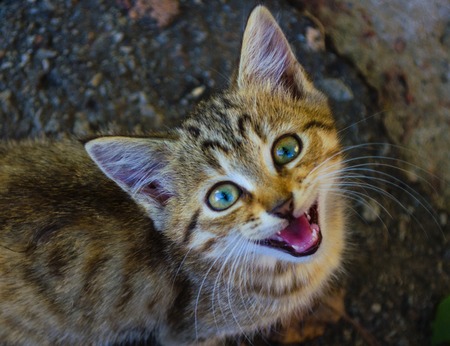 little kitten on the pavement looks upの写真素材