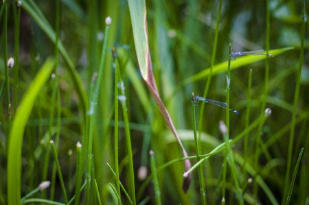 Blue dragonfly on the grass by the lake in summerの写真素材