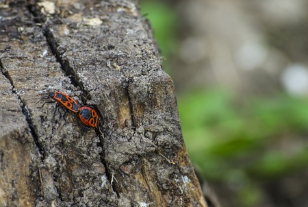 Red beetles in summer on a hemp close-upの写真素材