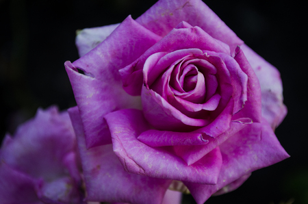 Beautiful rose blooming in the garden close upの写真素材
