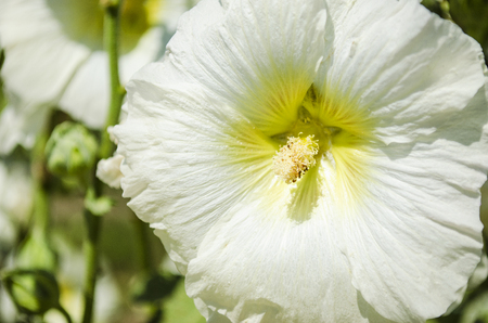 beautiful white flowers mallow in the garden close-up in summerの写真素材