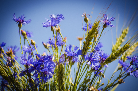 landscape of summer field from blue cornflowerの写真素材