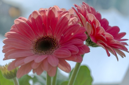 beautiful pink gerbera flowers close-up in a potの写真素材