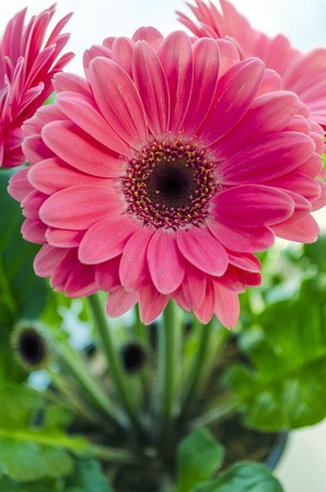 beautiful pink gerbera flowers close-up in a potの写真素材