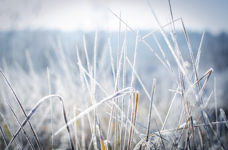 the first frost, the beautiful morning frost on the grassの写真素材