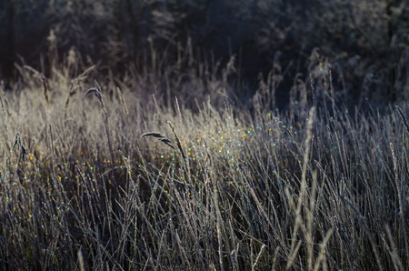 the first frost, the beautiful morning frost on the grassの写真素材