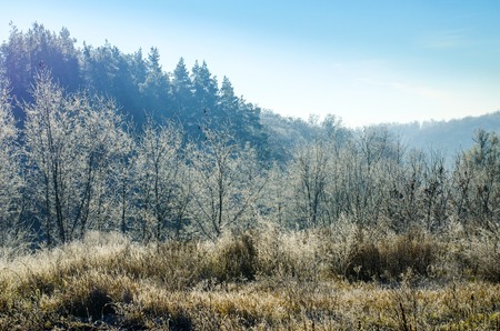 winter landscape, plants and trees in the rime in the early morningの写真素材