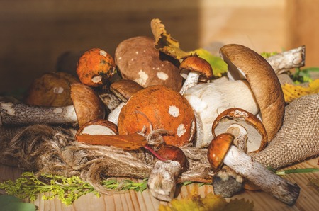 Various edible mushrooms collected in the fall in the woods