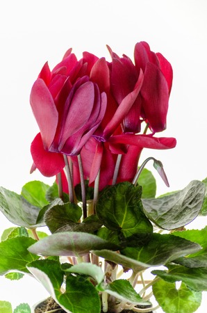 flowering houseplant of cyclomens with close-up on white backgroundの写真素材