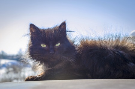 black cat in the street in winter