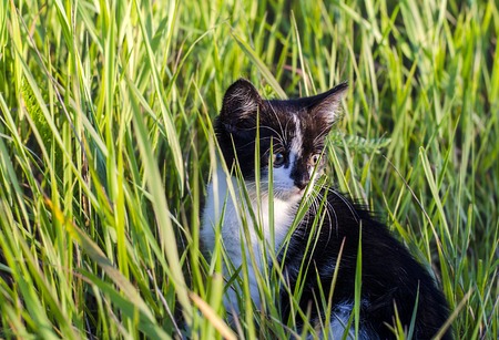 little black funny kitten in the grass outdoors