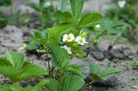 white flowers garden strawberries on the stem in the springの写真素材