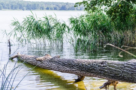 forest lake on a warm summer morningの写真素材