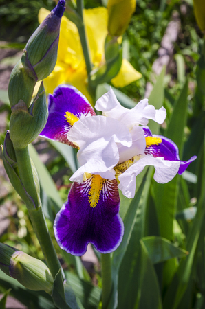 purple irises blooming in the garden in the summer