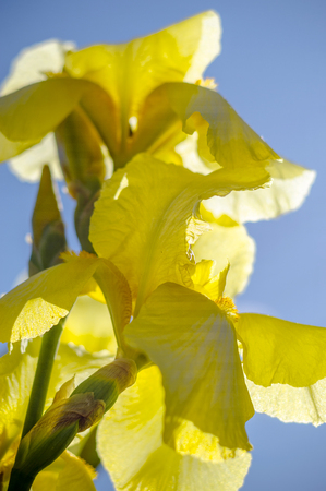 yellow irises blooming in the garden in summer