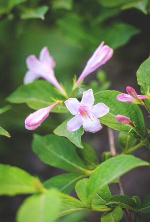 Weigel shrub flowers close-up in the garden on the streetの写真素材