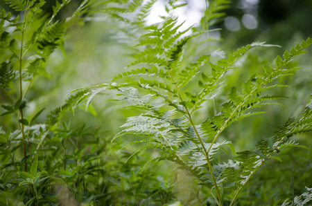 green fern leaf close-up in the forest in summerの写真素材