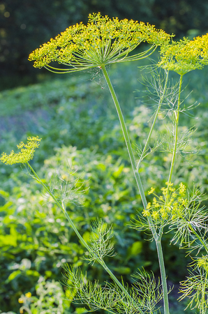 umbrellas dill growing in the vegetable garden