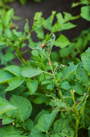 Colorado potato beetles eat the leaves of the crop destroyedの写真素材