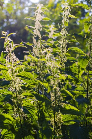green nettle seeds growing outdoors in summer