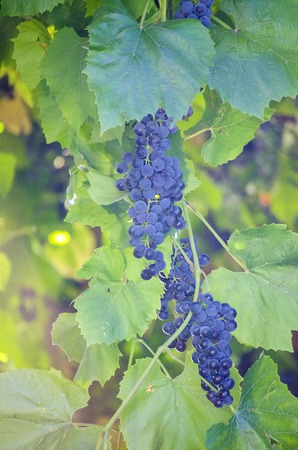 Dark blue ripe grapes on the vine at sunsetの写真素材
