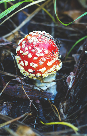 Amanita muscaria, inedible and poisonous mushroom mushroomの写真素材