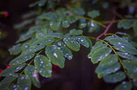 drops of cold autumn rain on acacia leavesの写真素材