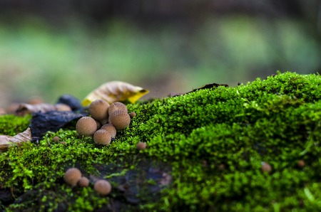 inedible mushrooms in the forest in autumnの写真素材