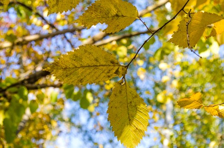 beautiful yellow leaves on trees in autumnの写真素材