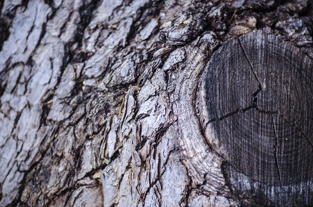 texture of old tree bark close-up backgroundの写真素材