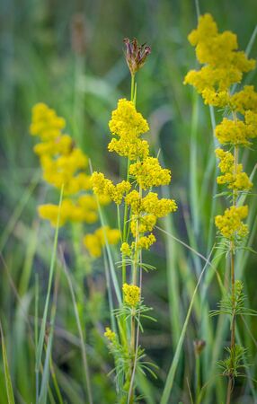 Goldenrod, yellow flowers of weed blooming in a field among grass